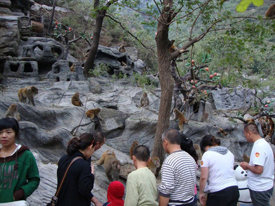 清明关山赏连翘