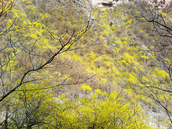 清明关山赏连翘