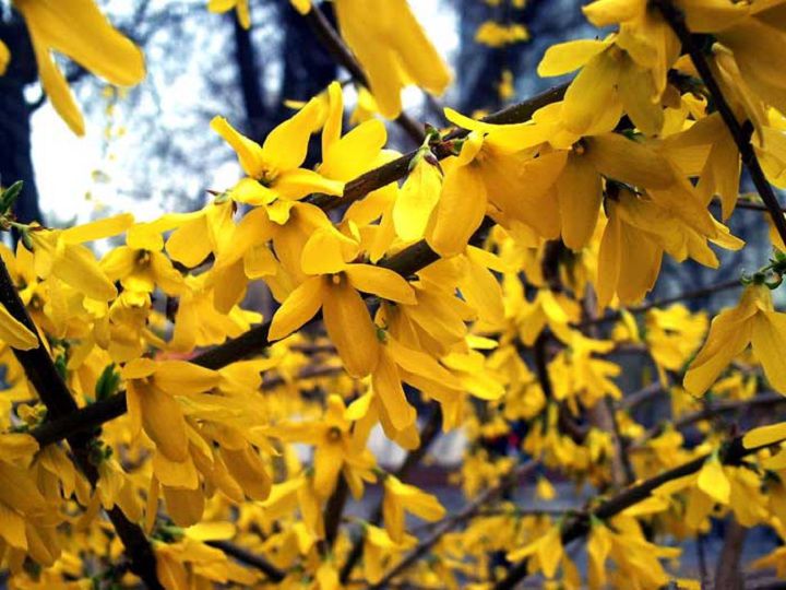 清明关山赏连翘